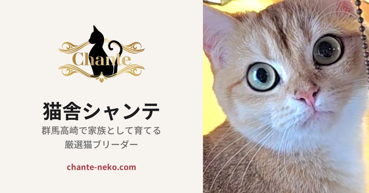 猫舎シャンテのホームページ｜TT-Arts 制作実績